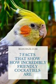 Cockatiel Birds You Can Have As Pets Are Cockatiels Friendly Here Are 7 Facts That Show How Friendly They Really Are Cockatiels Birds Petbirds Animals Cockatiel Cockatiel Care Pet Birds