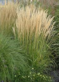 Calamagrostis X Acutiflora Karl Foerster Stonehouse Nursery Perennial Grasses Grasses Landscaping Ornamental Grasses