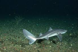 Check spelling or type a new query. Atlantic Spiny Dogfish Noaa Fisheries
