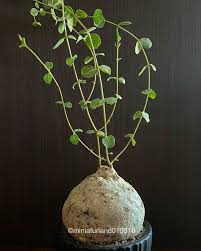 Image result for Raphionacme hirsuta