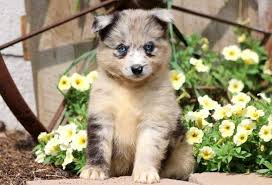 Der chihuahua ist fertig ausgewachsen, sobald er seine endgültige größe erreicht hat und geschlechtsreif ist. Teacup Chihuahua Full Grown Dogs And Puppies In 2020 Pomsky Puppies Puppies Pomeranian Puppy Teacup