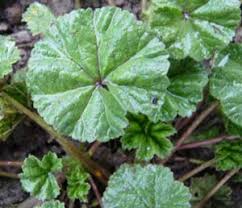 'put the flower and plant (all but the root)of marsh mallows in a jug, pour boiling water. Mallow Pictures Flowers Leaves Identification Malva Neglecta
