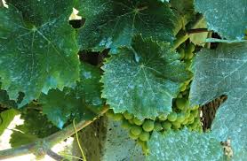 Ikea este un dressing care nu are restricții de înălțime: Zeama Bordeleza Solutia Bio Pentru Combaterea Daunatorilor