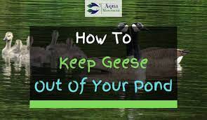 A simple guide to keeping geese and raising and caring for goslings. 3 Ways To Keep Geese Out Of Your Pond Aqua Movement