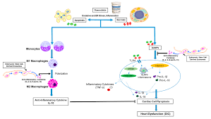 General acute venous plethora is occurs with acute heart failure. Cells Free Full Text Exosome Treatment Enhances Anti Inflammatory M2 Macrophages And Reduces Inflammation Induced Pyroptosis In Doxorubicin Induced Cardiomyopathy Html