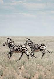 Zebras In The Namib Desert By By Angola Image Bank Kodilu Lda 500px Animals Beautiful African Animals Zebra