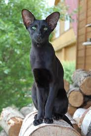 The wide, strong, body, carried on muscular legs, is longer than it is tall. 850 Oriental Short Hairs Ideas In 2021 Oriental Shorthair Oriental Cat Oriental Shorthair Cats
