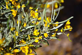 Image result for Cassia thyrsoidea