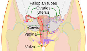 Diagram of internal female genital anatomy. Vagina Wikipedia