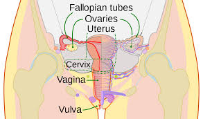 13129 3d models found related to woman anatomy diagram internal organs. Cervix Wikipedia