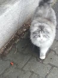 Canan Gun Adli Kullanicinin Kedi Panosundaki Pin Kedi