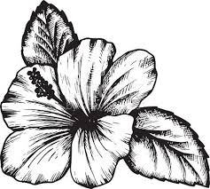 Easy realistic hibiscus flower drawing. Realistic Drawing Of A Hibiscus Flower Novocom Top