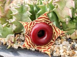 Image result for Huernia zebrina
