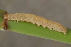 Image result for Chilodes maritima