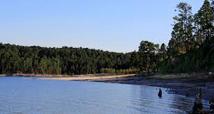 The angelina national forest is one of four national forests in texas. Angelina National Forest