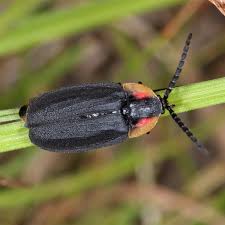 Fireflies glow because they have toxic blood, scaring off predators (or  luring a male meal) - Cambridge Day