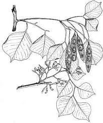 Image result for Dalbergia sissoo