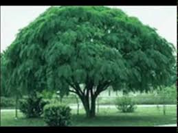 Weeping willow shade tree with 165 reviews and the autumn blaze maple tree bare root with 157 reviews. Saayadar Darakht Shade Trees Dr Ashraf Sahibzada Youtube