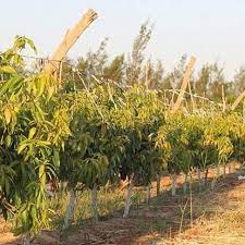 مشاتل الشركه الدوليه تكتب تاريخ زراعة المانجو في الفرافره بالوادي الجديد بانشاء مزرعه مانجو للاصناف المحلية والأصناف الأجنبية وإدا plants farmland outdoor