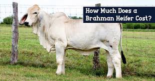 Bkb africa livestock expo, parys. How Much Does A Brahman Heifer Cost B R Cutrer Inc