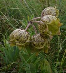 Image result for Syncolostemon elliottii