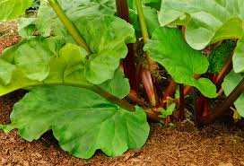 Garten anpflanzen rhabarber pflege pflegeleichte pflanzen blumenzwiebeln rhabarber pflanzen pflegeleichter garten hier erfahren sie, wann, wie und womit man rhabarber am besten düngt. Rhabarber Pflege So Gedeiht Er Am Besten