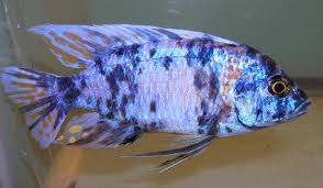 Blue peacock cichlids because of their bright colours and long fins will most probably get attacked and bullied by more aggressive african cichlids such as mbuna. Blue Ob Peacock Goliad Farms