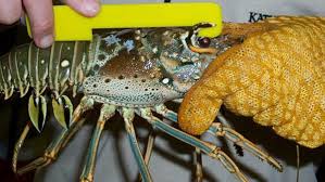 ¼ stick unsalted butter, softened at room temperature. Florida S 2016 Spiny Lobster Season Opens With 2 Day Harvest
