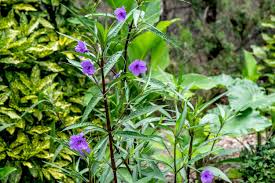 Image result for Ruellia cordata