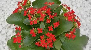 Kalanchoe Blossfeldiana Plant How To Grow Flowering Kalanchoe
