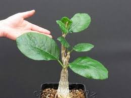 Image result for Fockea multiflora