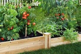 Memiliki halaman rumah yang kecil dan sempit bukanlah halangan bagi pecinta tanaman untuk tetap berkebun. Tujuh Alasan Yang Membuat Kamu Tak Ragu Lagi Untuk Berkebun Di Rumah Apa Itu Semua Halaman Idea