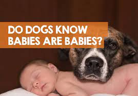Do Dogs Understand What Babies Are Differences In Adults