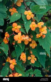 Image result for Begonia sutherlandii