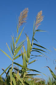 Image result for Arundo donax