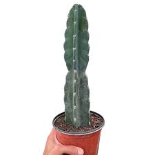 Image result for Cereus jamacaru