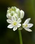 Image result for Albuca virens