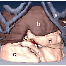 Although each rib has its own rom (occurring primarily at the costovertebral joint), rib. Organs Displayed In This Rendering Include A Rib Cage B Liver C Download Scientific Diagram