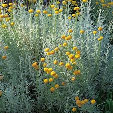 Image result for Helichrysum setosum