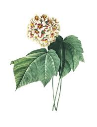 Image result for Dombeya