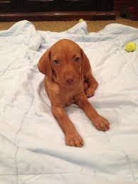 It's also free to list your available puppies and litters on our site. Current Litters Vizsla Puppies For Sale Vizsla Dog Pounds