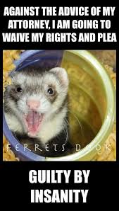 Ferrets Cute Animals Ferret Funny Forever Awesome Home Love Carpetshark Catsnake Weasel Https Www Facebook Com Cute Ferrets Funny Ferrets Ferret