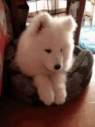 Maybe you would like to learn more about one of these? Fluffy White Gifs Tenor