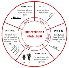 Image result for lice life cycle