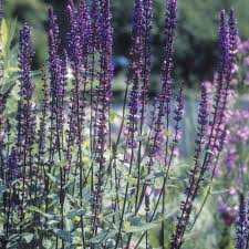 Depending on the species in your garden, some plants may be hardy repeat performers that are well adapted to local climate and require little winter preparation, such as a bit of mulch. Salvia Nemorosa Caradonna Finegardening