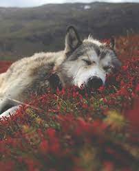 Dreaming Most Beautiful Animals Sleeping Wolf Animals
