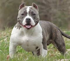 Pricing is on the breeding page under each breeding. American Bully Newly Produced Companion Dog Breed Best Puppys