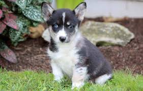 We did not find results for: All About Corgi Husky Mix Puppies Horgi Siborgi Cross Breed Corgi Mix Breeds Corgi Husky Corgi Husky Mix Corgi Mix Breeds