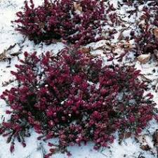 Blends nicely with grasses for wild gardens, particularly in coastal conditions. 46 Erica Kramer S Rote Growing Ideas GrÄƒdinÄƒ RÄƒdÄƒcini Plantare