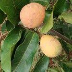 Image result for Landolphia camptoloba